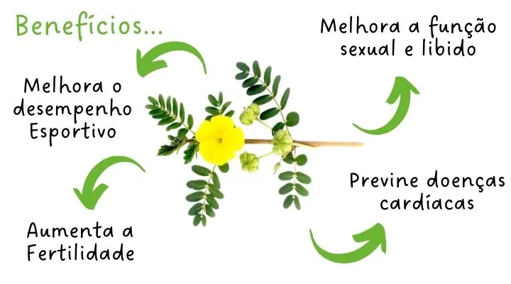 Conheça os Benefícios da Tribulus Terrestris