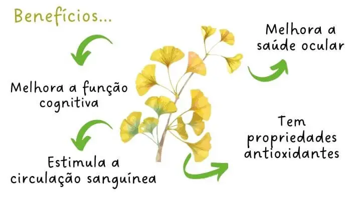 Benefícios da Ginkgo Biloba