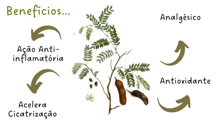 Planta com propriedades medicinais diversas